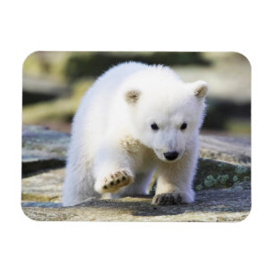 Cutest Baby Animals Baby Polar Bear Cub Magnet