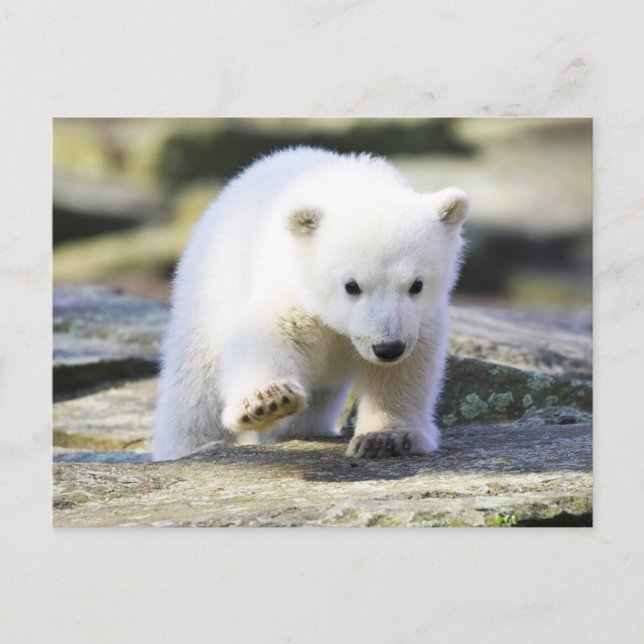 Cutest Baby Animals | Baby Polar Bear Cub Postcard (Front)