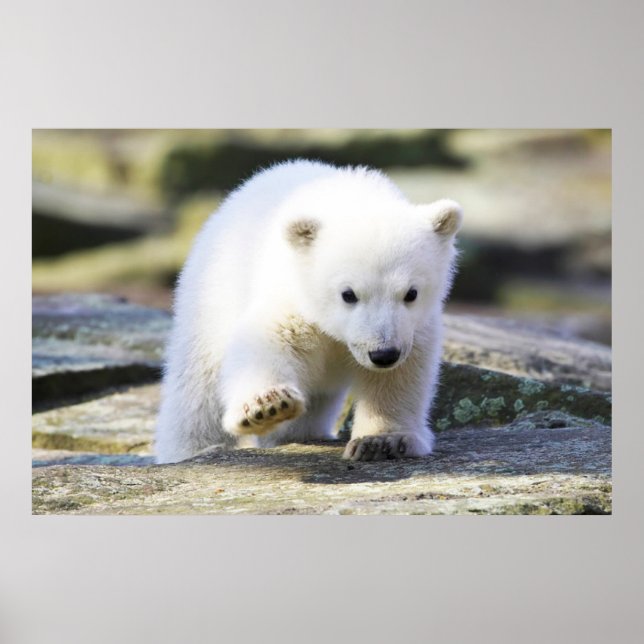 Cutest Baby Animals | Baby Polar Bear Cub Poster (Front)