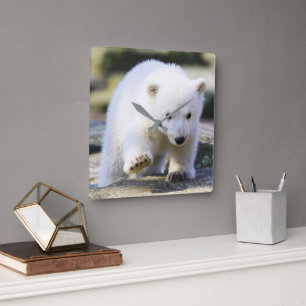 Cutest Baby Animals Baby Polar Bear Cub Square Wall Clock