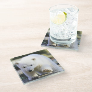 Cutest Baby Animals Baby Polar Bear Glass Coaster