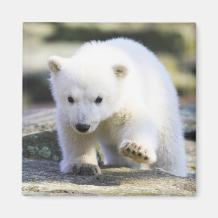 Cutest Baby Animals Baby Polar Bear Magnet