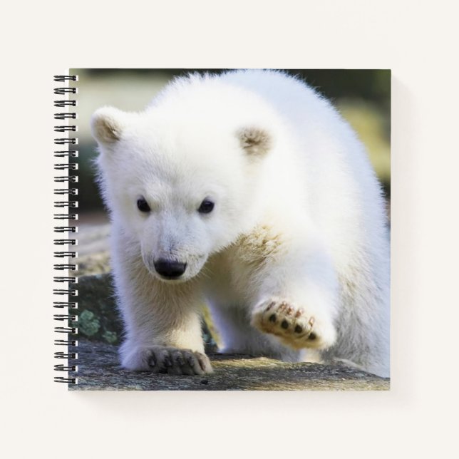 Cutest Baby Animals | Baby Polar Bear Notebook (Front)