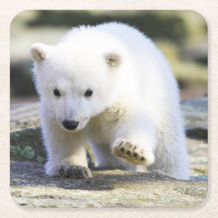 Cutest Baby Animals Baby Polar Bear Square Paper Coaster