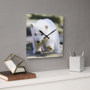 Cutest Baby Animals Baby Polar Bear Square Wall Clock
