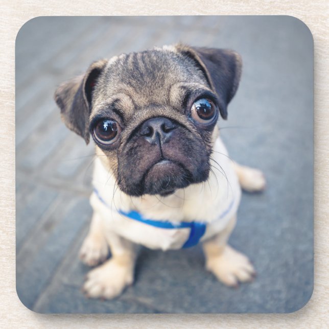 Cutest Baby Animals | Baby Pug Coaster (Front)