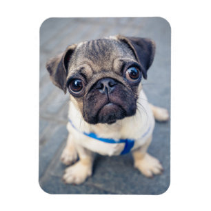 Cutest Baby Animals Baby Pug Magnet