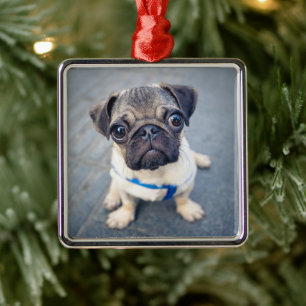 Cutest Baby Animals   Baby Pug Metal Ornament