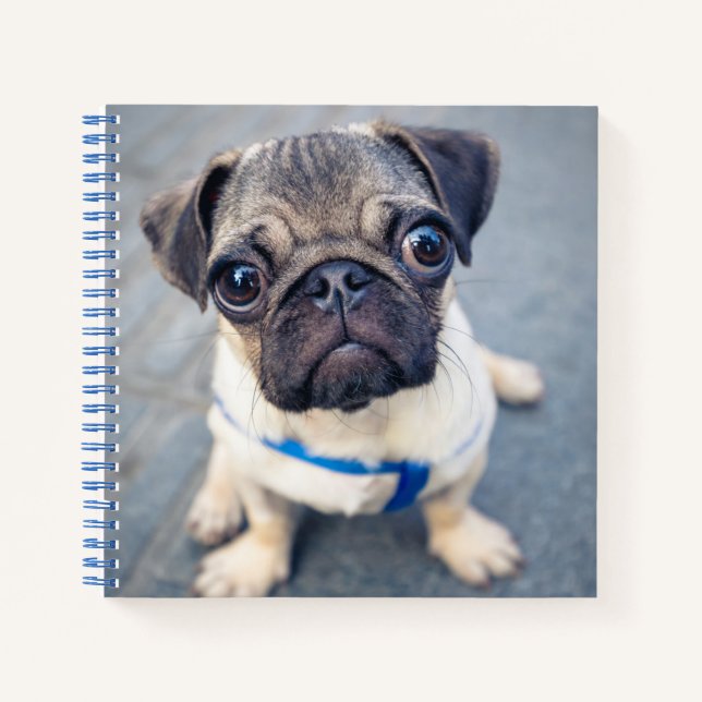 Cutest Baby Animals | Baby Pug Notebook (Front)