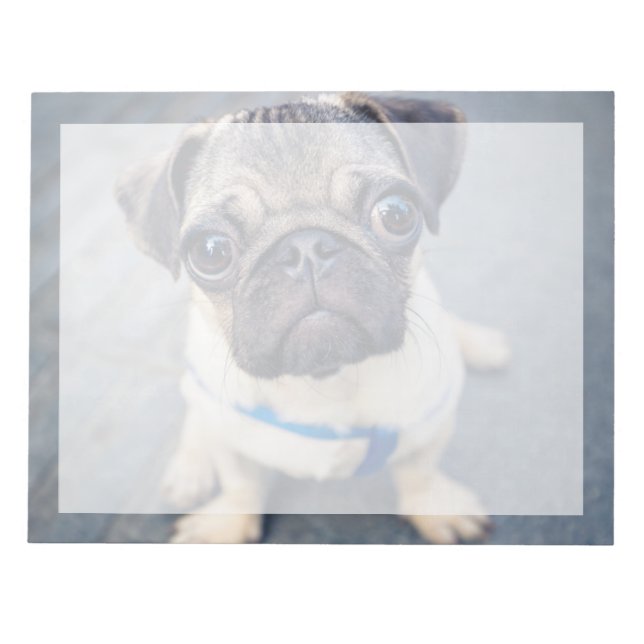 Cutest Baby Animals | Baby Pug Notepad (Front)