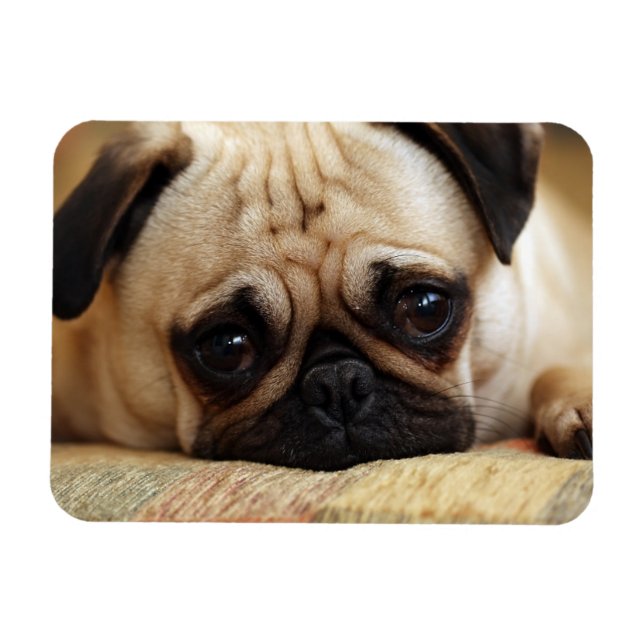 Cutest Baby Animals | Baby Pug Puppy Magnet (Horizontal)