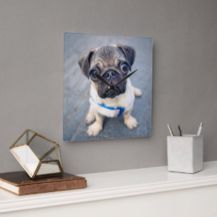 Cutest Baby Animals Baby Pug Square Wall Clock