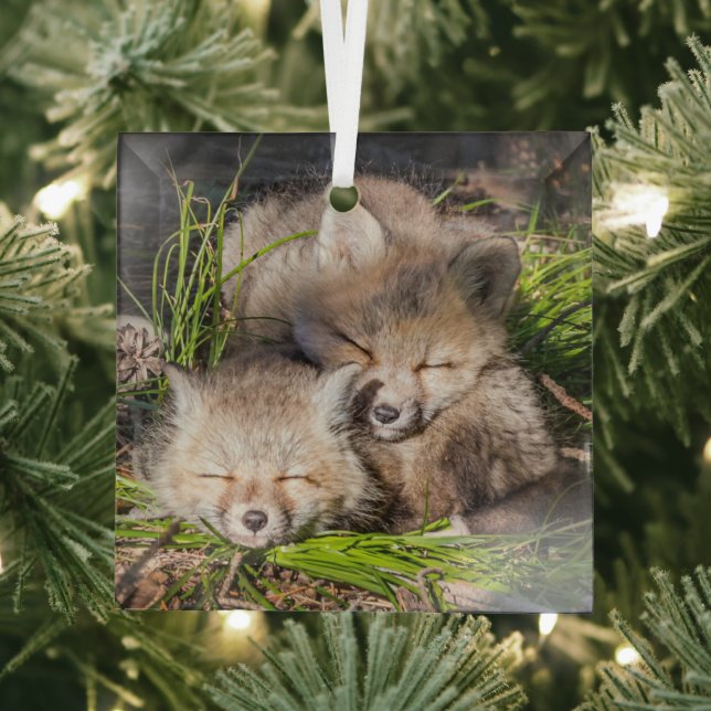 Cutest Baby Animals | Baby Red Fox Kits Sleeping Glass Tree Decoration (Insitu)