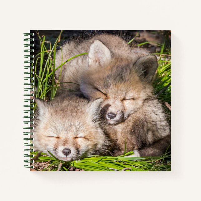 Cutest Baby Animals | Baby Red Fox Kits Sleeping Notebook (Front)