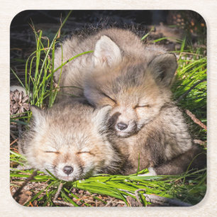 Cutest Baby Animals   Baby Red Fox Kits Sleeping Square Paper Coaster