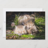 Cutest Baby Animals | Baby Red Fox Kits Sleeping