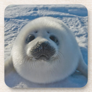 Cutest Baby Animals Baby Seal Coaster
