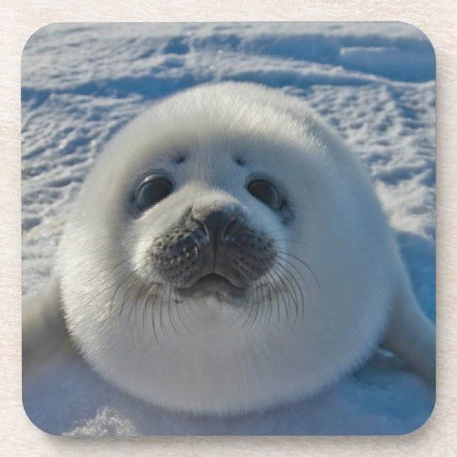 Cutest Baby Animals | Baby Seal Coaster (Front)