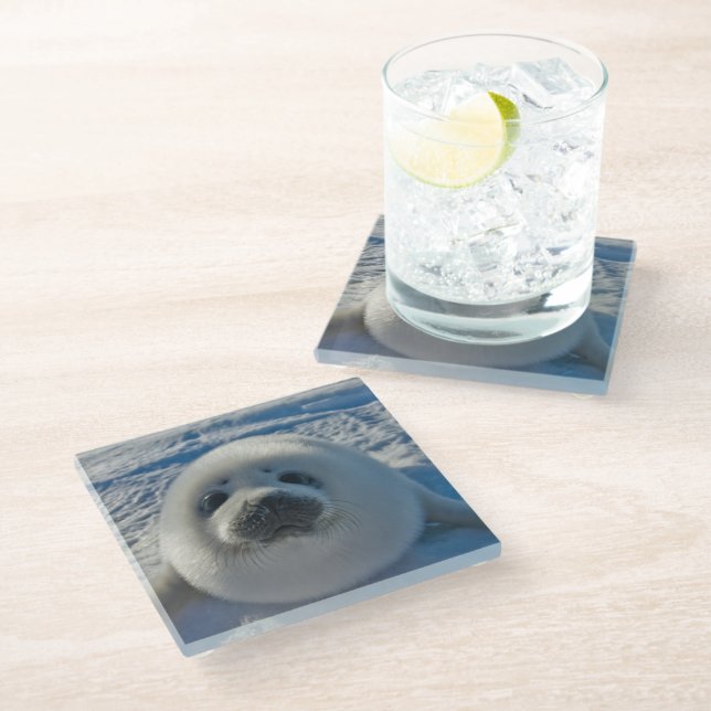 Cutest Baby Animals | Baby Seal Glass Coaster (Angled)