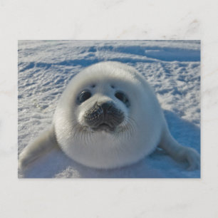 Cutest Baby Animals Baby Seal Postcard