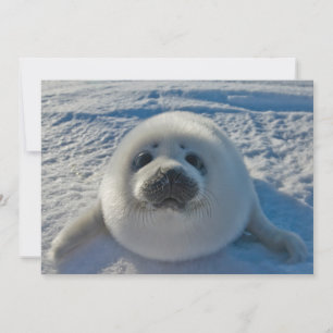 Cutest Baby Animals   Baby Seal Thank You Card
