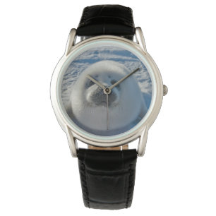 Cutest Baby Animals Baby Seal Watch