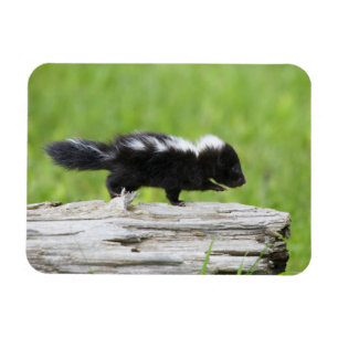 Cutest Baby Animals   Baby Skunk Magnet