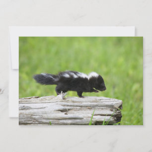 Cutest Baby Animals Baby Skunk Thank You Card