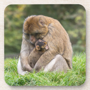 Cutest Baby Animals Barbary Macaque Family Coaster