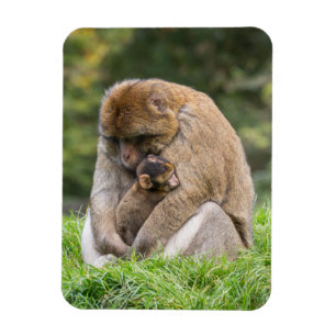 Cutest Baby Animals Barbary Macaque Family Magnet