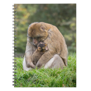 Cutest Baby Animals Barbary Macaque Family Notebook