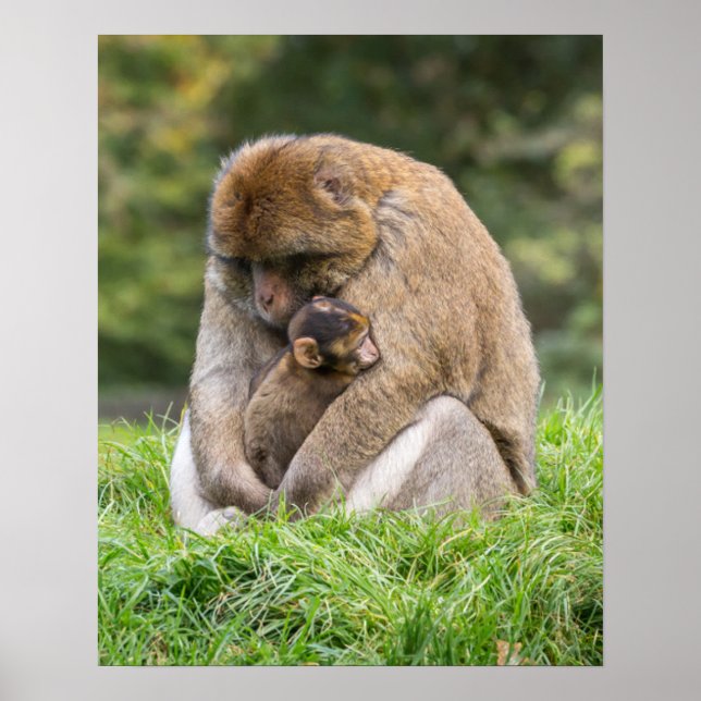 Cutest Baby Animals | Barbary Macaque Family Poster (Front)