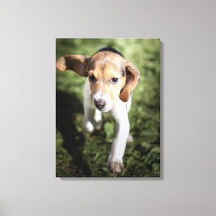 Cutest Baby Animals Beagle Puppy Canvas Print