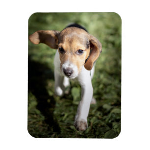 Cutest Baby Animals Beagle Puppy Magnet