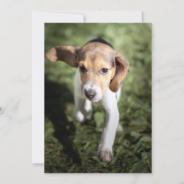 Cutest Baby Animals | Beagle Puppy Thank You Card (Front)