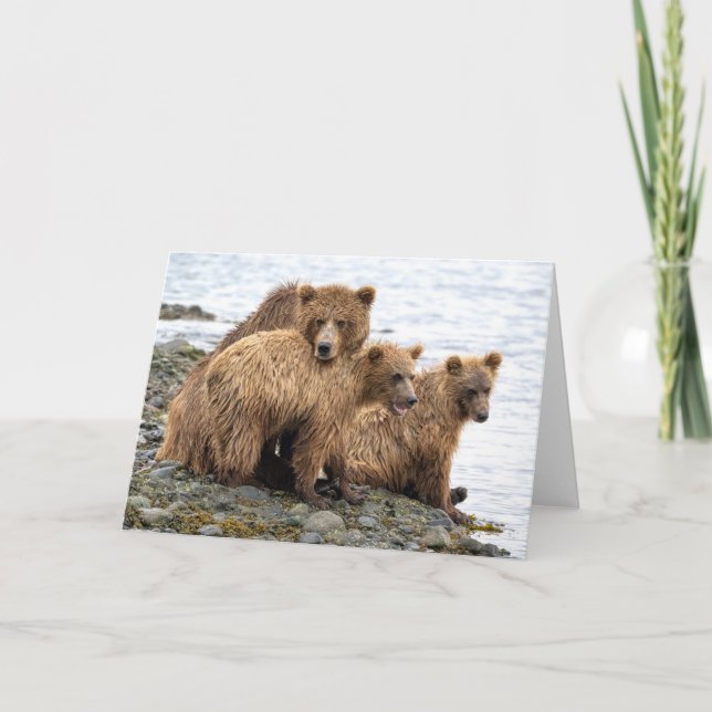 Cutest Baby Animals | Bear & Cubs Card (Front)