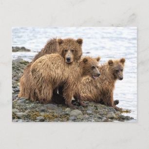 Cutest Baby Animals   Bear & Cubs Postcard