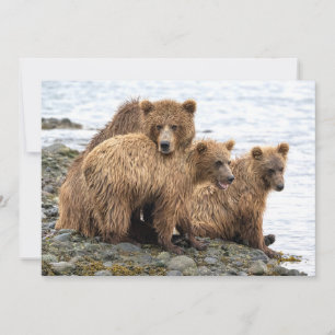 Cutest Baby Animals   Bear & Cubs Thank You Card