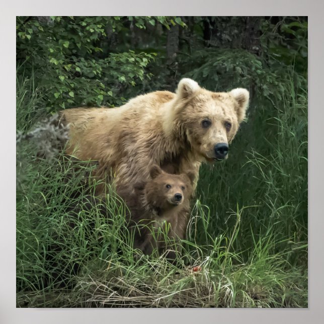 Cutest Baby Animals | Bear Mama Bear & Her Cubs Poster (Front)