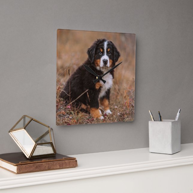 Cutest Baby Animals | Bernese Mountain Dog Square Wall Clock (Office)