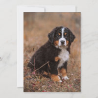 Cutest Baby Animals | Bernese Mountain Dog