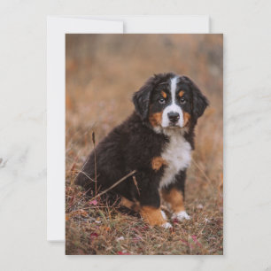 Cutest Baby Animals   Bernese Mountain Dog Thank You Card