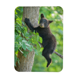 Cutest Baby Animals Black Bear Cub Magnet