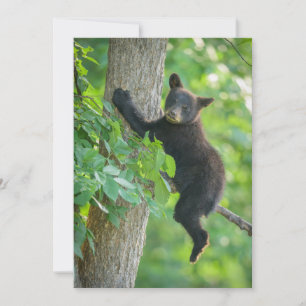 Cutest Baby Animals Black Bear Cub Thank You Card