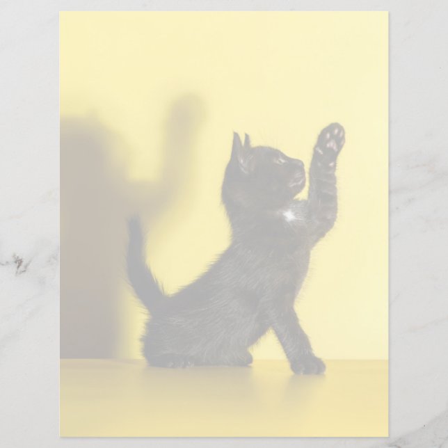 Cutest Baby Animals | Black Cat Playing (Front)