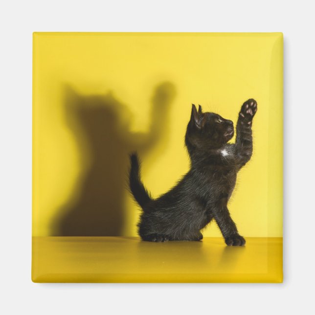 Cutest Baby Animals | Black Cat Playing Magnet (Front)