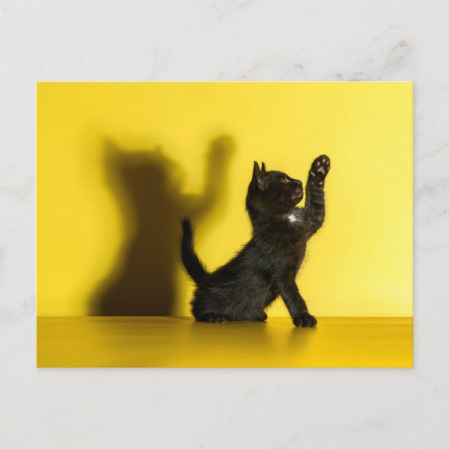 Cutest Baby Animals | Black Cat Playing Postcard (Front)