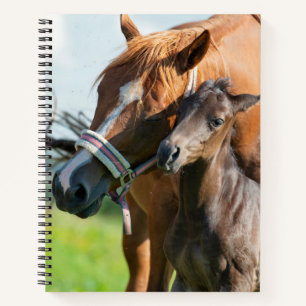 Cutest Baby Animals   Black Foal with Mom Notebook