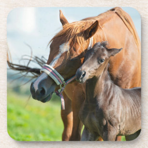 Cutest Baby Animals Black Foal with Mum Coaster