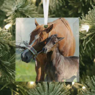 Cutest Baby Animals   Black Foal with Mum Glass Tree Decoration